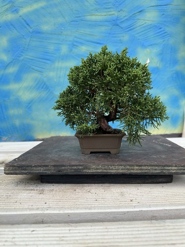 Joe bonsai chin - joe, wacholder