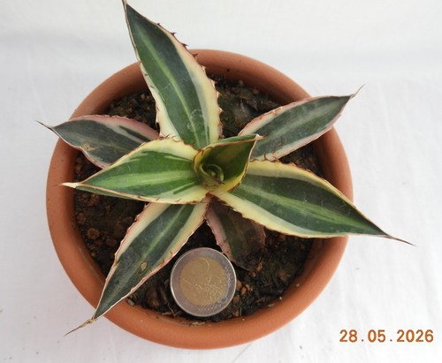 Agave univittata quadricolor - univittata, =quadricolor=