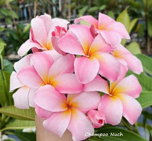 Frangipani plumeria champoo - plumeria, -champoo