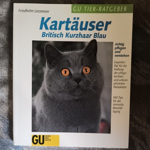 Kartäuser britisch kurzhaar - britisch,