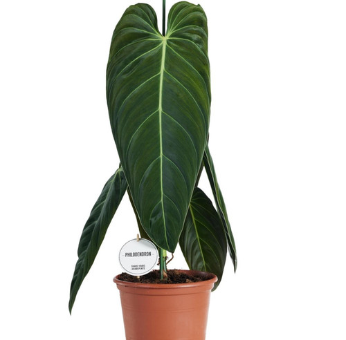 Philodendron melanochrysum - melanochrysum, 75