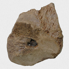 Fossil Mammut Speiche M