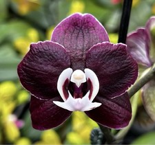 Phal kaoda twinkle - kaoda, twinkle,