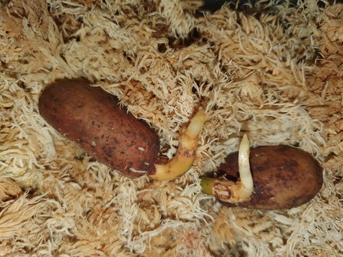 Encephalartos tegulaneus 2 - tegulaneus,,