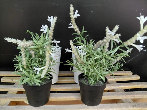 Doko blumen pflanzen - doko,
