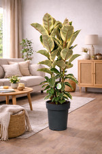 Weissbunter Gummibaum Ficus