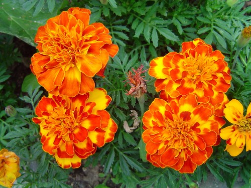 Tagetes rot gelb getupft 100 - tagetes, rot/gelb