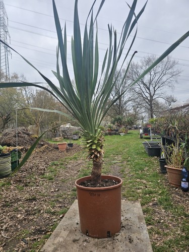 Yucca gloriosa 110cm - gloriosa,