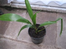 Kanarische Dattelpalme -