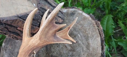 Kapitale rehbock trophäe - kapitale,