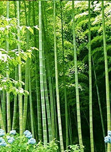 Samen bambu arundinacea - 10,