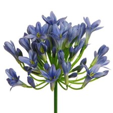 Kunstblume AGAPANTHUS ca 75cm. Liebesblumen, Schmucklilie, Lilie, Alium in BLAU