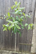 Eucalyptus globulus "Blue Gum" Duft- und Zierpflanze schnellwüchsig
