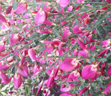 Edelginster Cytisus scoparius -Boskoop Ruby-  Ginster 40 - 60 cm