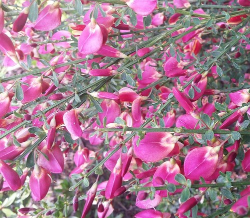 Edelginster cytisus scoparius - cytisus,