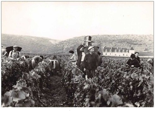 50286 die weinlese - nr.,