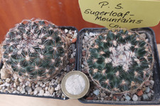 Pediocactus simpsonii