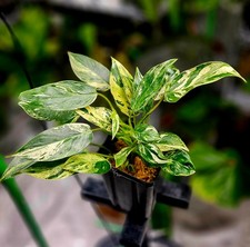Philodendron Emerald Queen