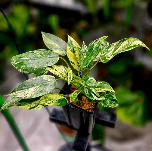 Philodendron emerald queen - philodendron,