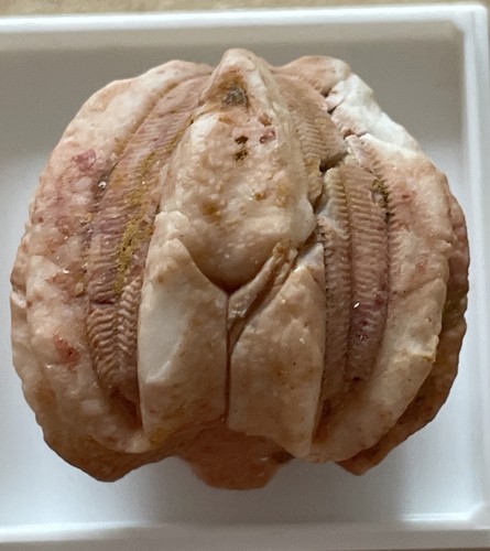 Deltoblastus pseudodelta - deltoblastus, cf.