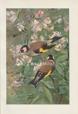 Stieglitz (Carduelis
