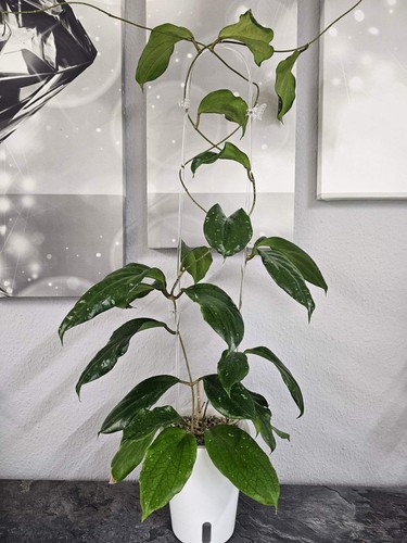 Heavenly hoya - hoya,