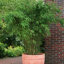 Bambus Fargesia 'Jumbo' Höhe 40-60 cm Topf 5 Liter 2 Stück