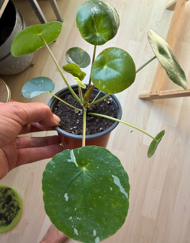 Pilea peperomioides - pilea,