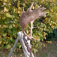 Hirschgeweih,Damhirsch,Deko