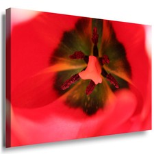 Leinwand Bild Blumen Tulpe Rot