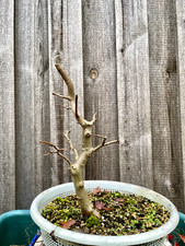Dreispitzahorn Acer Buergerianum Pre Bonsai Höhe ca 27 cm Alter ca 10 Jahre