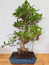Zimmerbonsai Ficus retusa