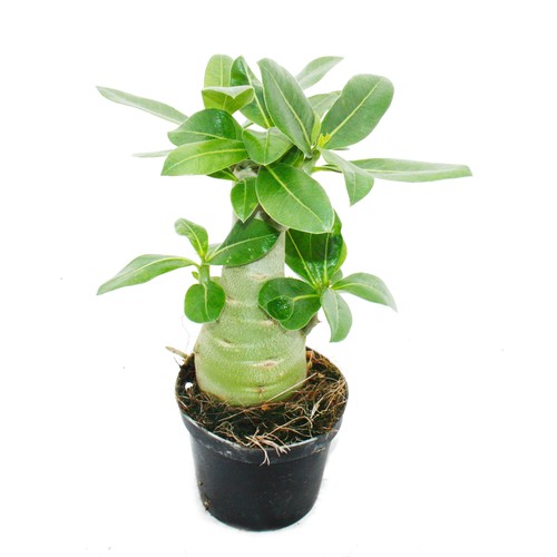 Kleine wüstenrose adenium - kleine,