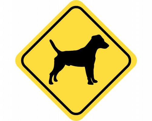 Jack russell terrier - russell,