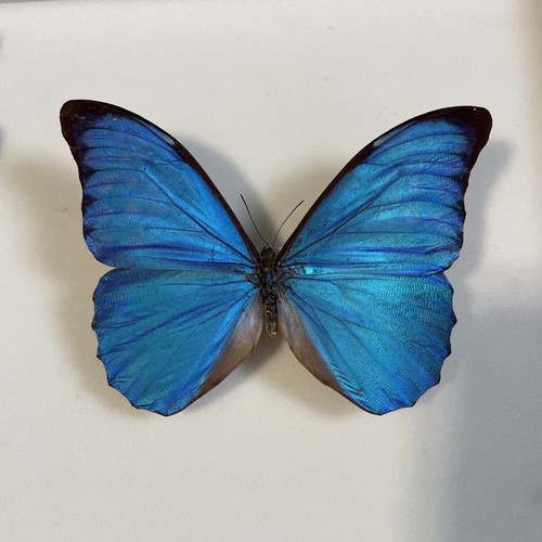 Entomologie morpho anaxibia - entomologie*morpho,