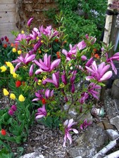 Magnolie liliiflora "Nigra"