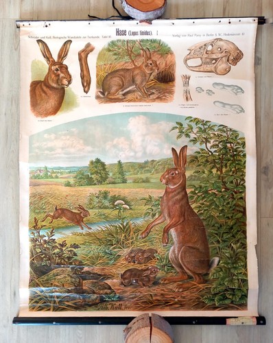 Antike schulwandkarte hase - schulwandkarte,