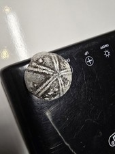  Versteinerter Seeigel Steinkern Geschiebe Mecklenburg-Vorpommern 