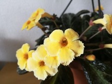 Episcia Suomi  unbew. Ableger Zimmerpflanze,  Kohleria, RAR!