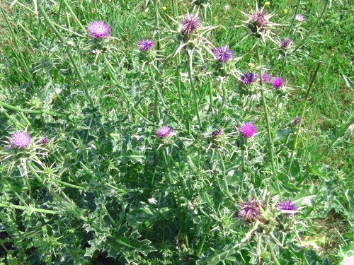 Mariendistel silybum - mariendistel, (silybum