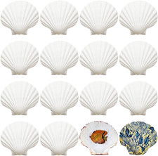 Große weiße Muscheln zum
