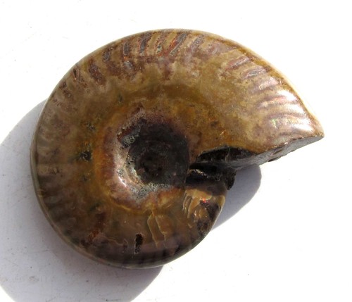 Ammonit aus madagaskar fossil - aus,