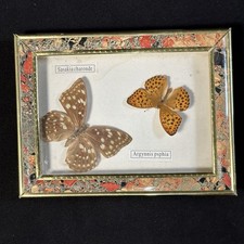 2x Schmetterling Sasakia charonde Argynnis psphia Schaukasten Bilderrahmen