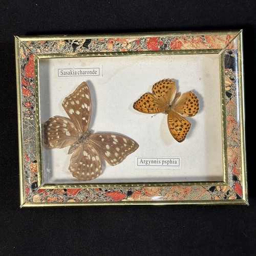 Schmetterling sasakia - schmetterling,