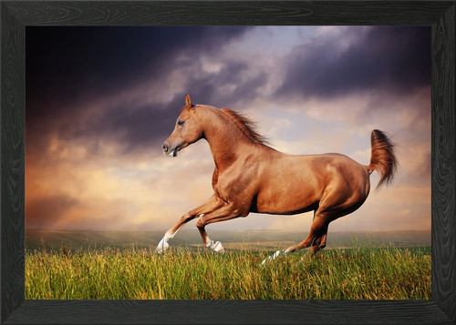 Pferd tiere gerahmtes wandbild - pferd,