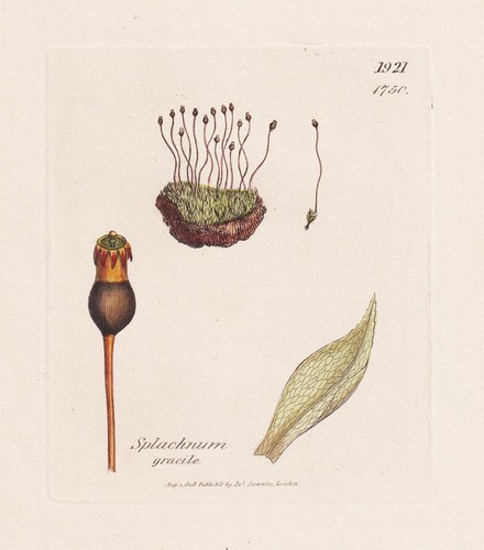 Splachnum gracile moose mosses - splachnum,