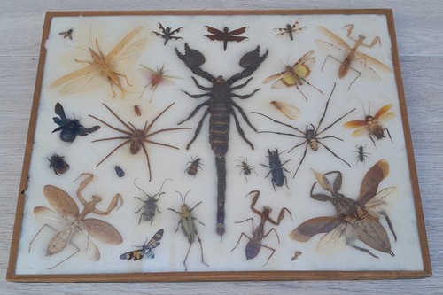 Rieseninsekten eingebürgert