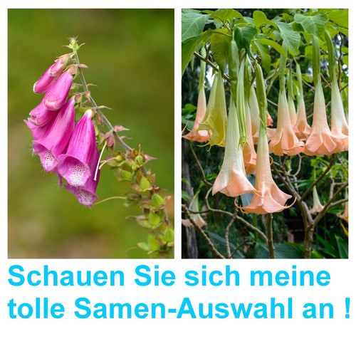 Samen wunderschöner fingerhut - samen,
