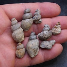 8Pcs Gastropod  Bivalve