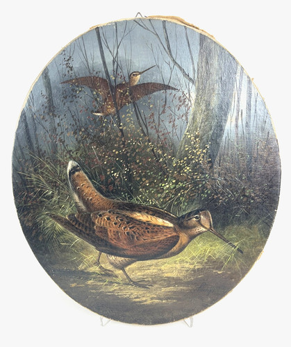 Gemälde schnepfe vogel - gemälde, a